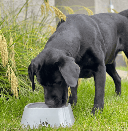🔥Pet Water Bowl Splash-proof Not Wet Mouth Can Be Car Anti-flip Waterer