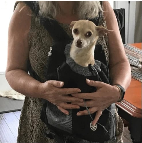 🔥2025 Summer Dog Backpack🐶
